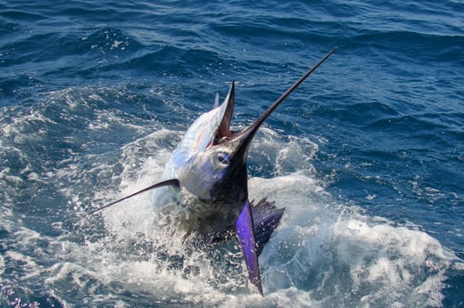 PESCA DEPORTIVA  0011