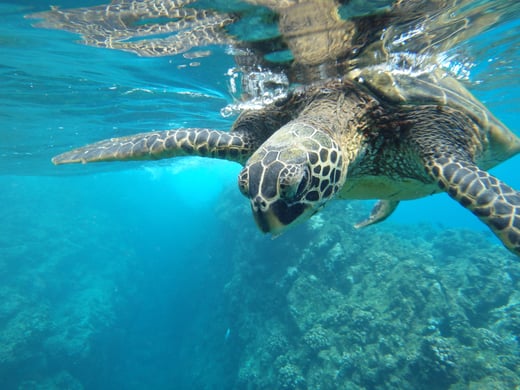 closeup-green-sea-turtle-swimming-underwater-lights-cool-nature-concepts (1)